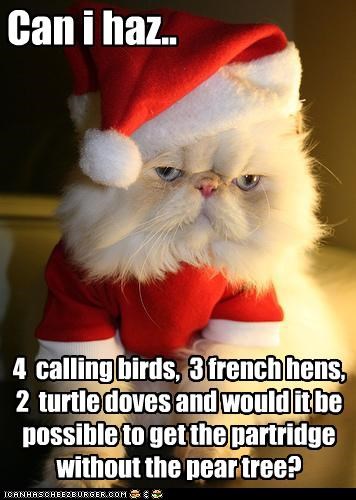 12 days of cat christmas