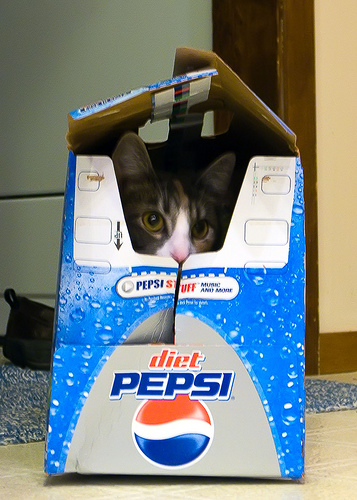 cat in box