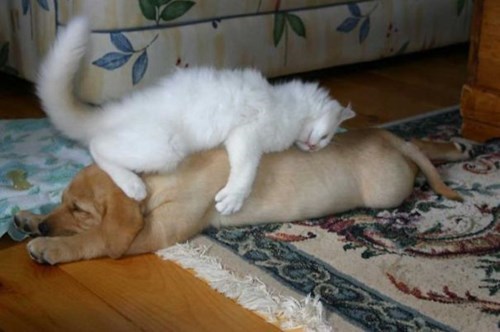 cat dog pillow