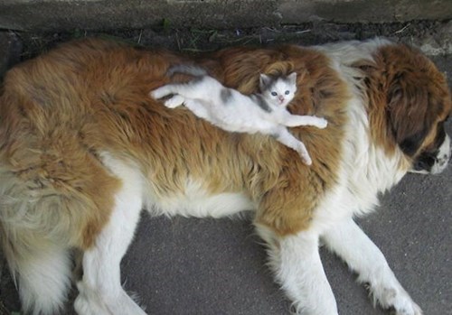 Fluffy doggy pillow for cat
