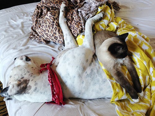 cat and dog pals chilling