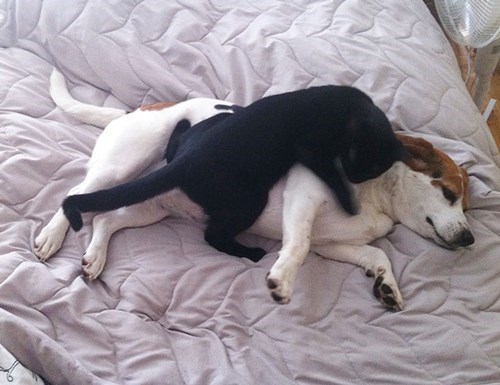 cat wrestles dog