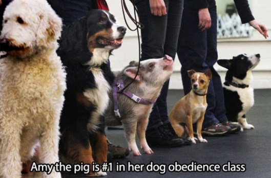 obedient pig