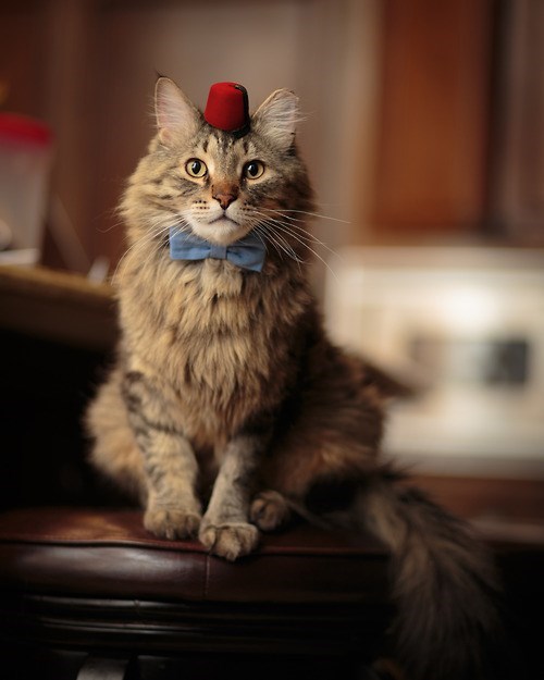 The Eleventh Doctor Who cat cosplay