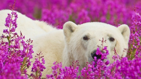 fireweed-bears-5