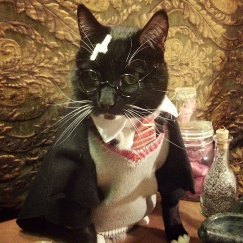 Harry Potter kitty cosplay
