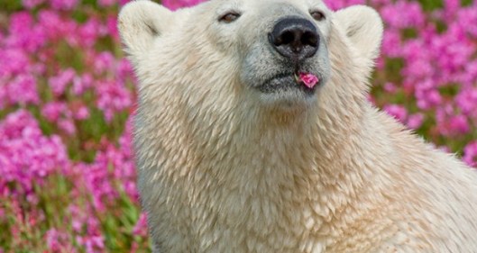 Polar-bears-frolic-in-flowers-6-620x330
