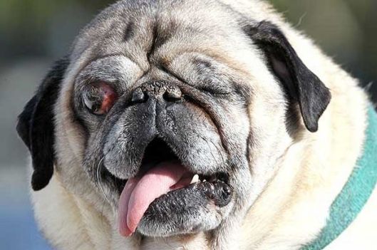 Hercules the one eyed dog