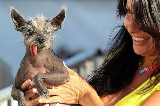 Yoda the world's ugliest dog