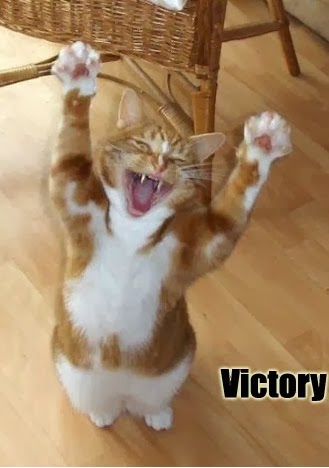 Victory cat