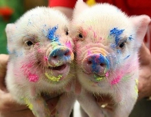 Animals-Having-a-better-day-than-you-24