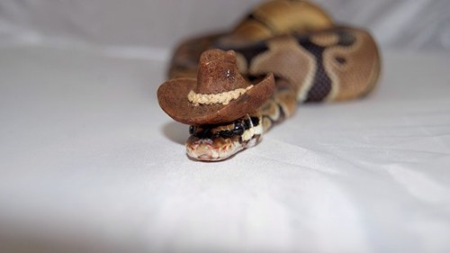 Cowboy hat snake