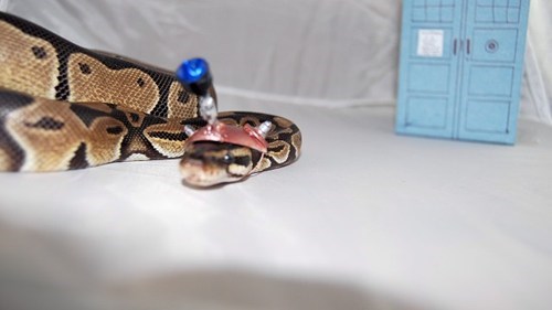 Dalek Doctor Who Hat snake