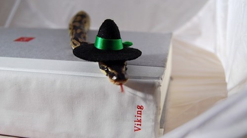 Quaker hat snake