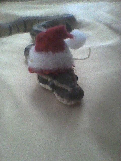Santa hat snake