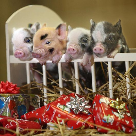 Christmas pig presents