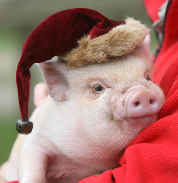 Christmas Santa hat pig