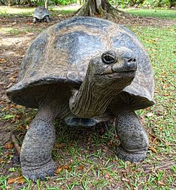 Jonathan the tortoise is 183 years old