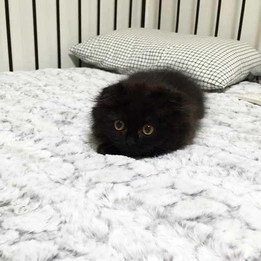 Little kitten loaf