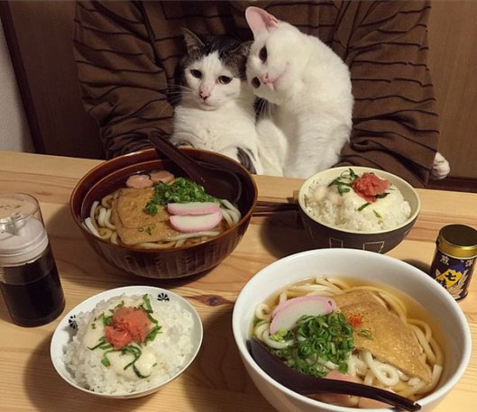 A romantic dinner for cats