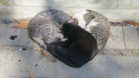 Heart cuddling cats