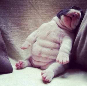 Puppy thinks he's people sitting like that