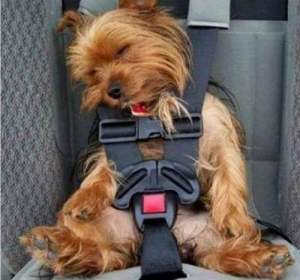 Puppy is strapped in and ready to go...asleep