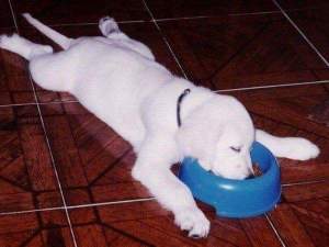 labrador puppy sleeping