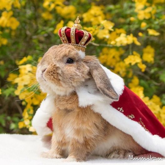 royal rabbit